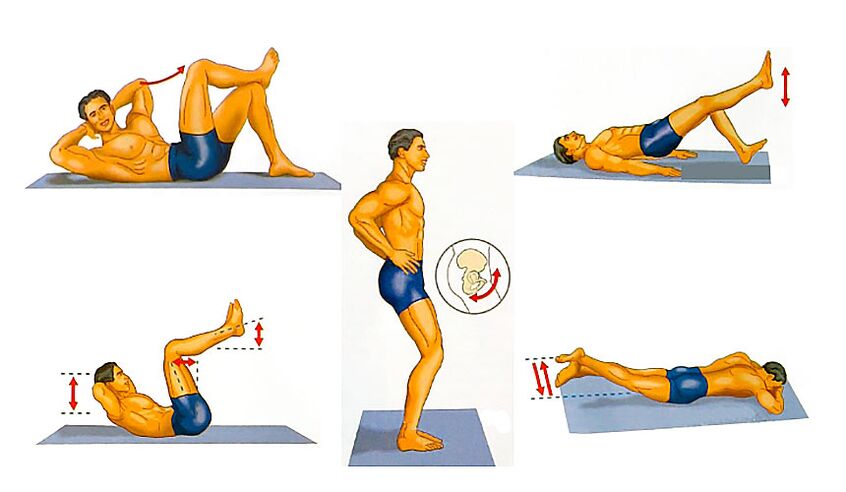 Penis enhances exercise
